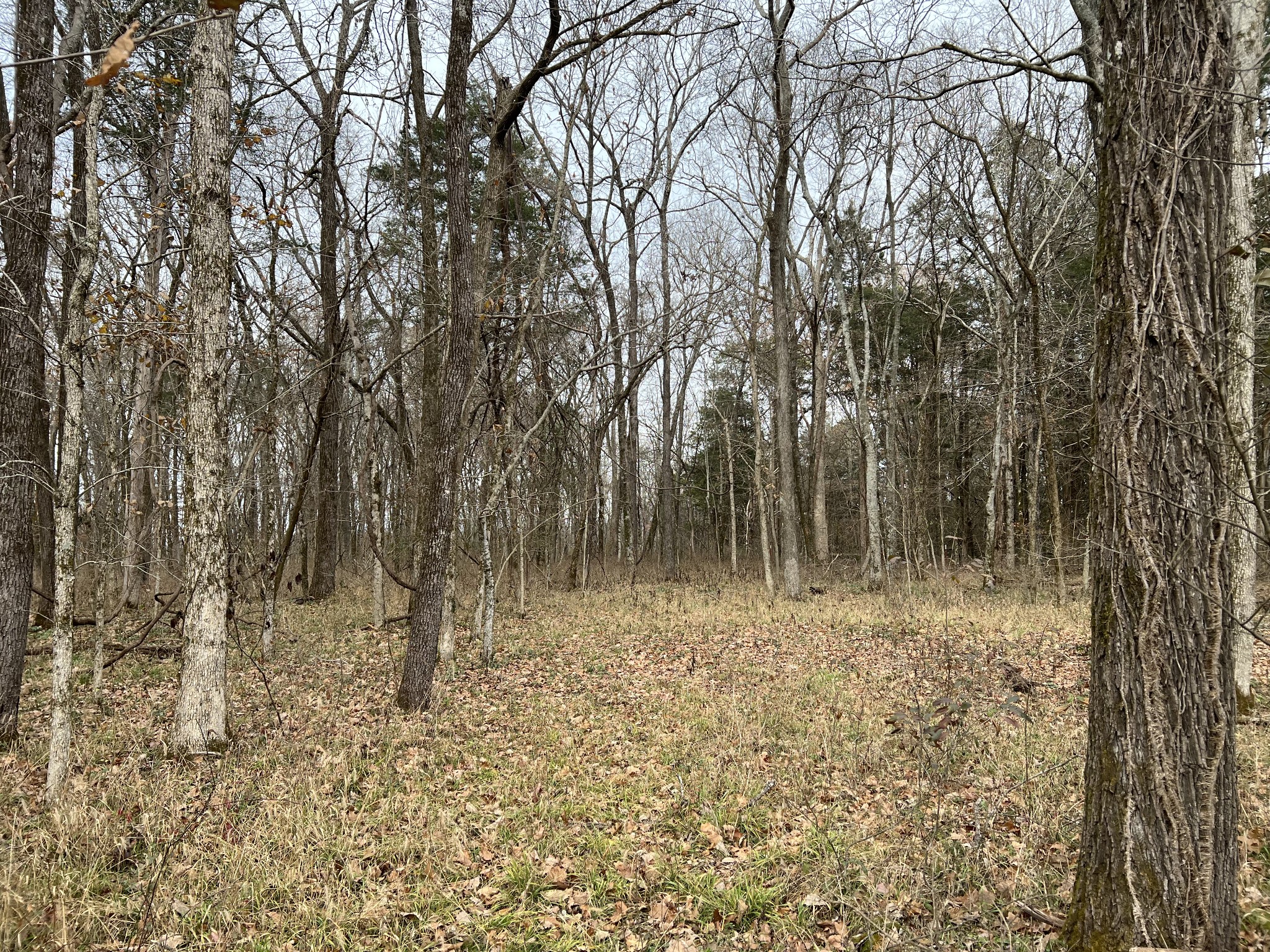 1 Pyles Road Chapel Hill, TN 37034 - Photo 16 of 32 a view of backyard with green space