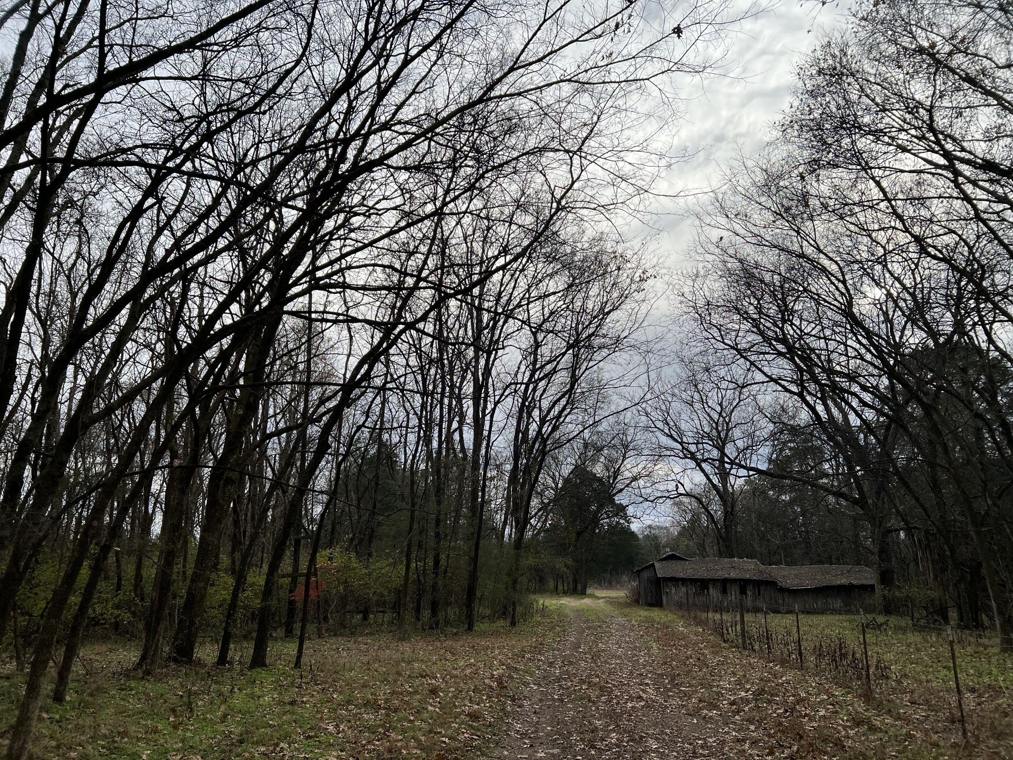1 Pyles Road Chapel Hill, TN 37034 - Photo 17 of 32 a view of a yard with a tree