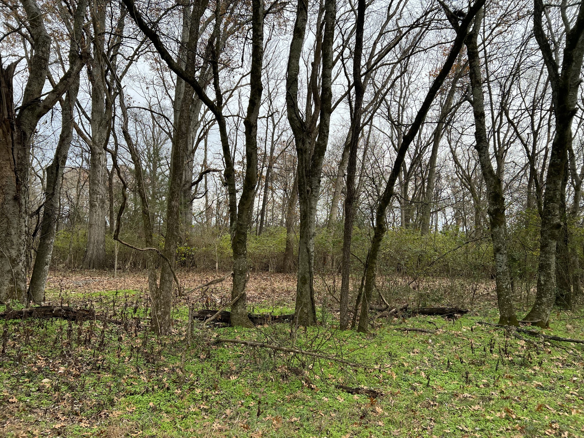 1 Pyles Road Chapel Hill, TN 37034 - Photo 18 of 32 a view of outdoor space with trees all around