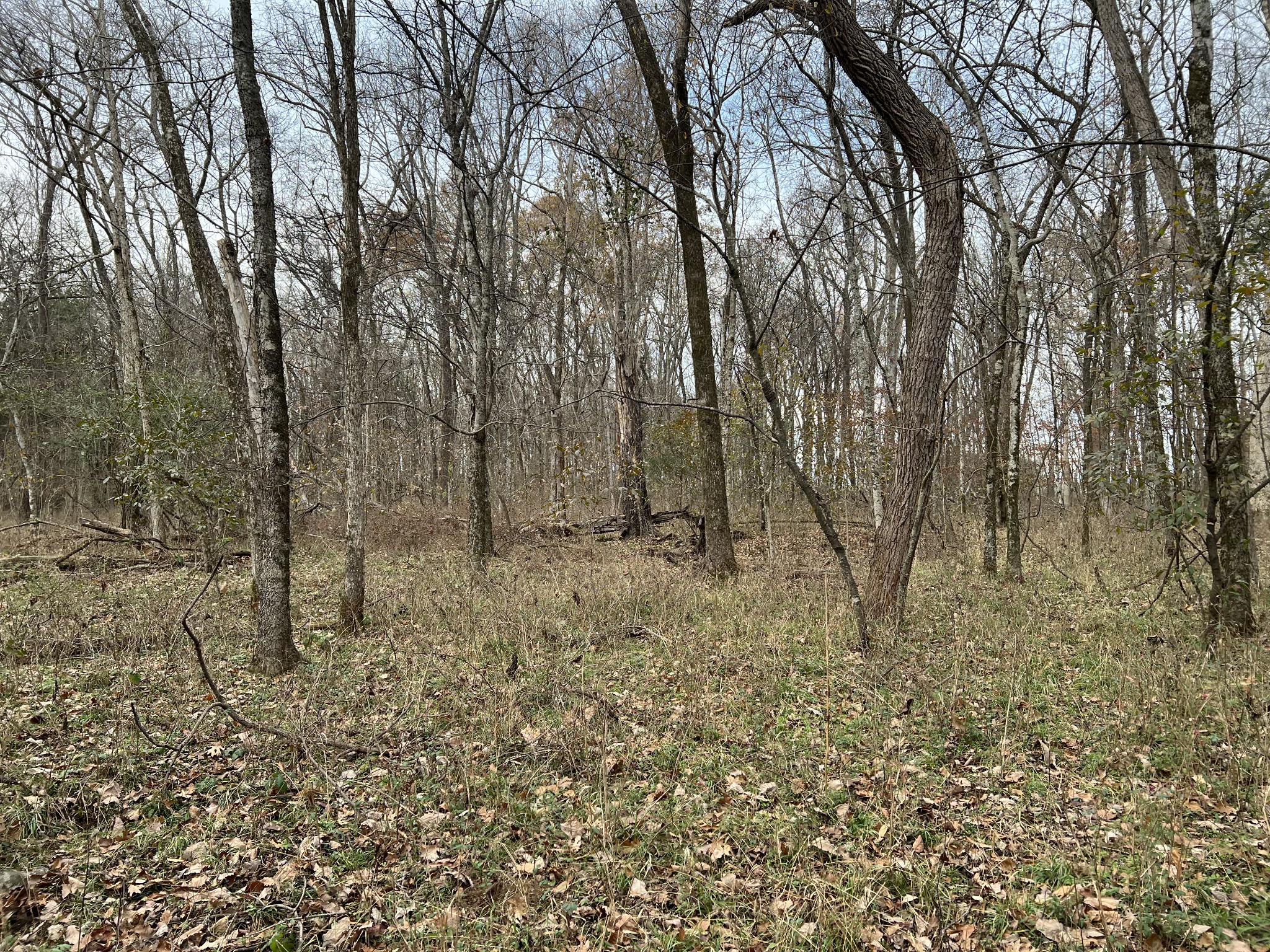 1 Pyles Road Chapel Hill, TN 37034 - Photo 23 of 32 a view of a forest with trees in the background