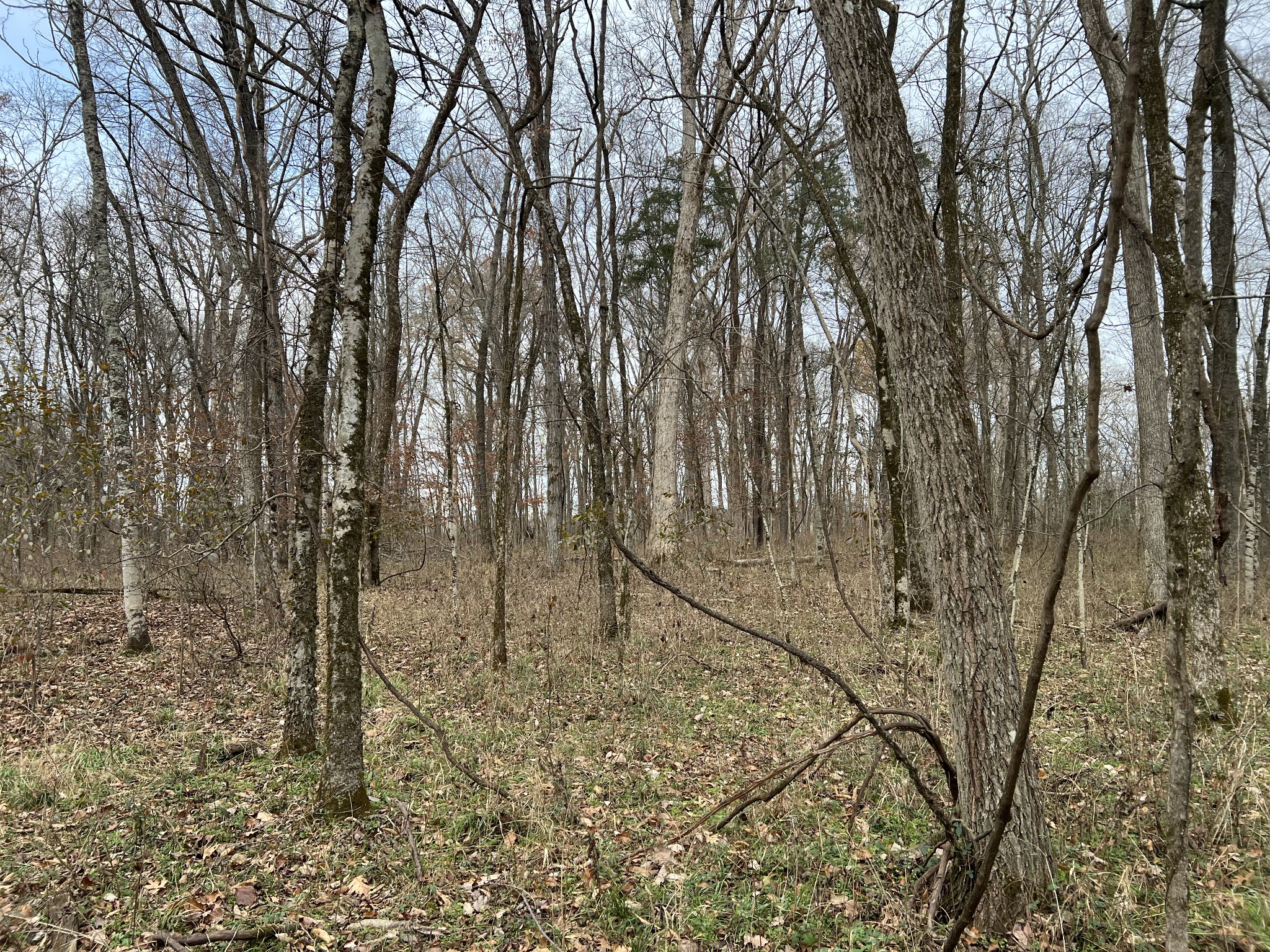 1 Pyles Road Chapel Hill, TN 37034 - Photo 4 of 32 a view of a yard