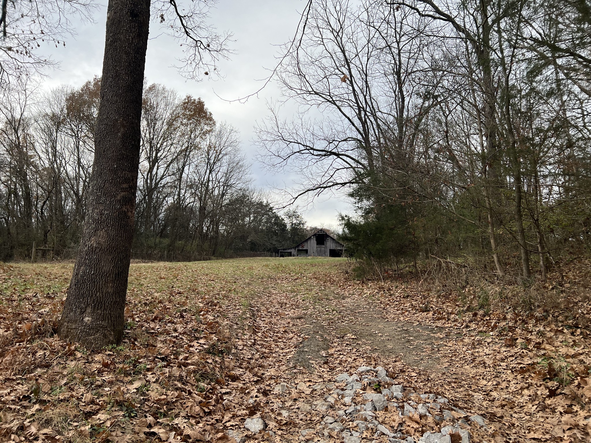 1 Pyles Road Chapel Hill, TN 37034 - Photo 5 of 32 a view of a yard with trees