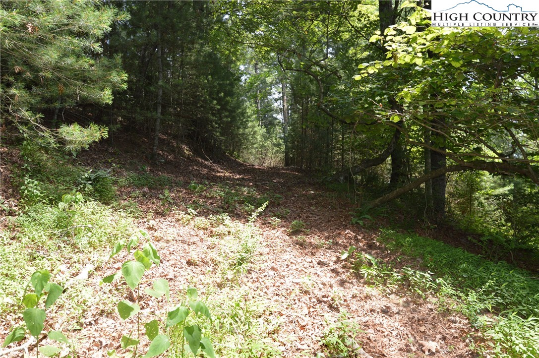 Fox Ridge Road Sparta, NC 28675 - Photo 12 of 40 a view of a yard with plants and trees