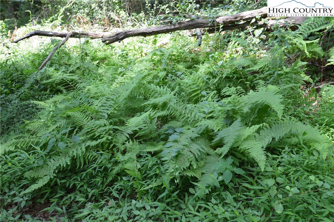 Fox Ridge Road Sparta, NC 28675 - Photo 13 of 40 a view of a lush green forest with a plant