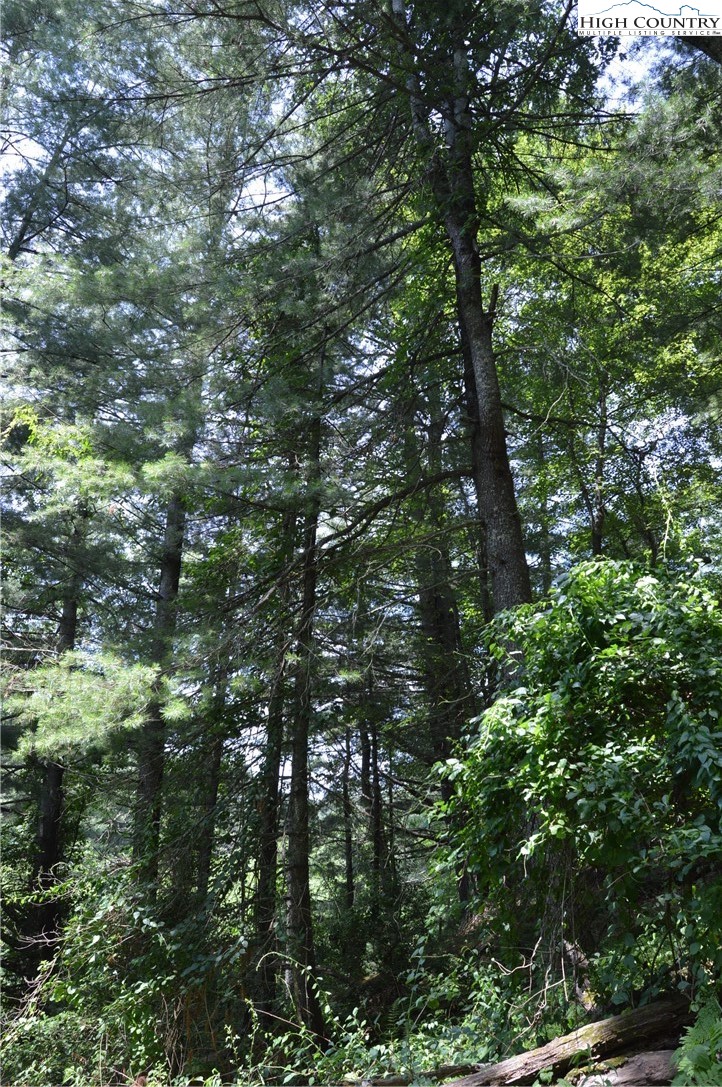Fox Ridge Road Sparta, NC 28675 - Photo 15 of 40 a view of tree