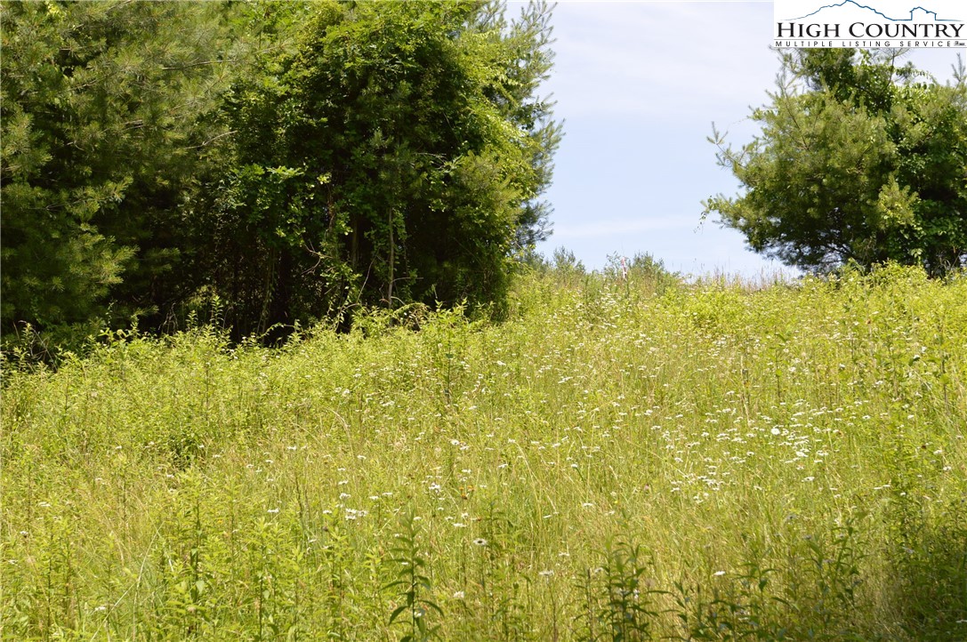 Fox Ridge Road Sparta, NC 28675 - Photo 18 of 40 a view of a yard