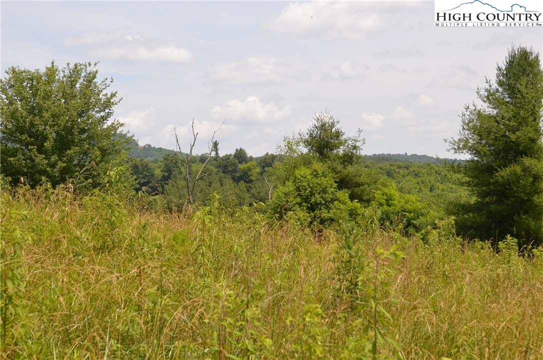 Fox Ridge Road Sparta, NC 28675 - Photo 20 of 40 a view of a bunch of trees and bushes