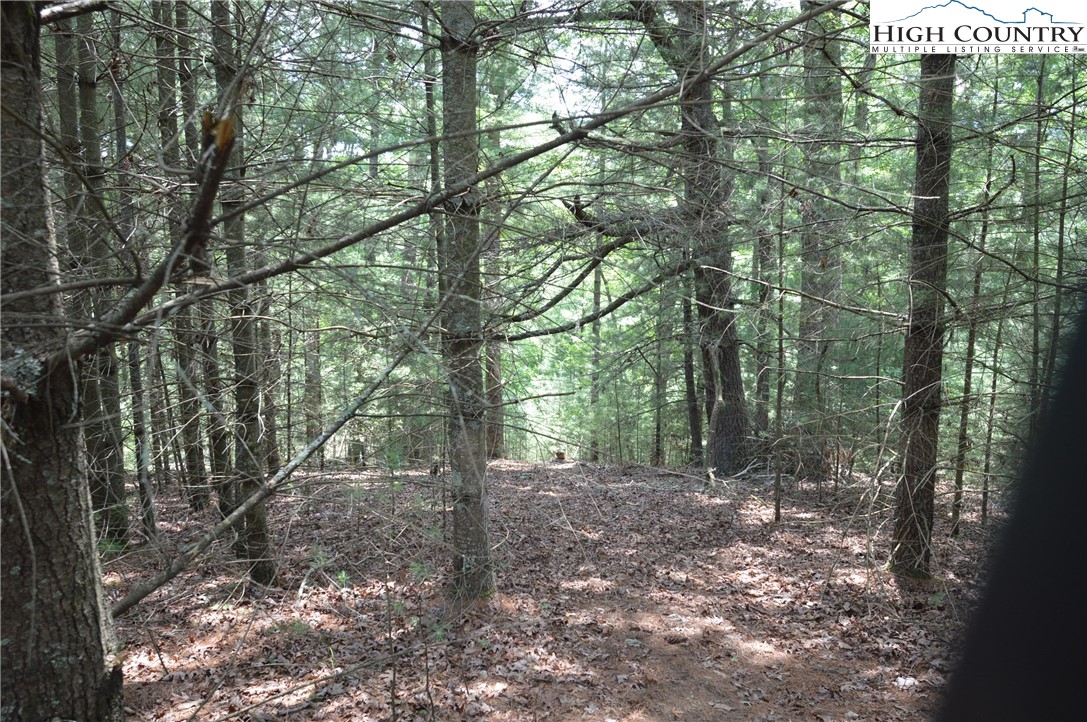 Fox Ridge Road Sparta, NC 28675 - Photo 28 of 40 a view of a forest with trees