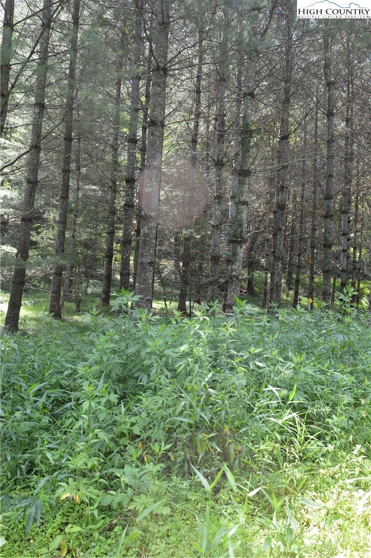 Fox Ridge Road Sparta, NC 28675 - Photo 36 of 40 a backyard of a house with lots of green space