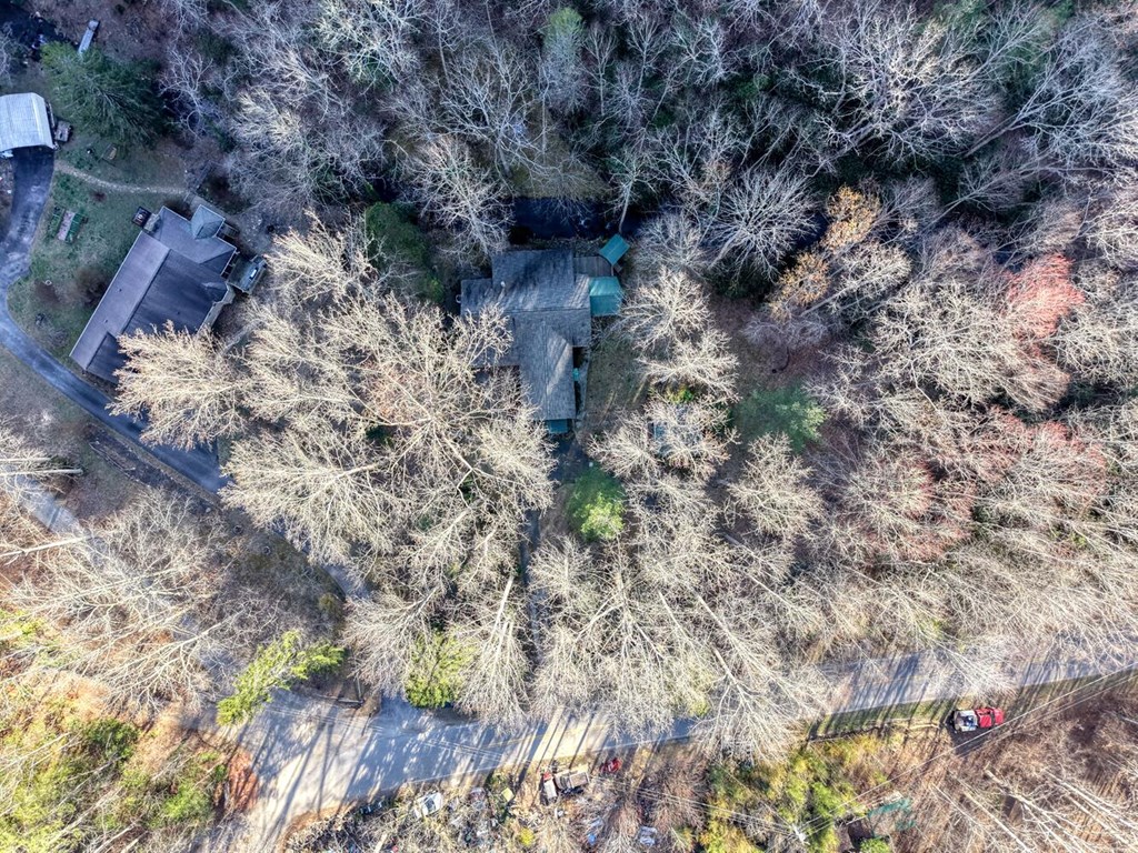 4868 Swallows Creek Road Hiawassee, GA 30546 - Photo 56 of 59 a view of a forest with a tree