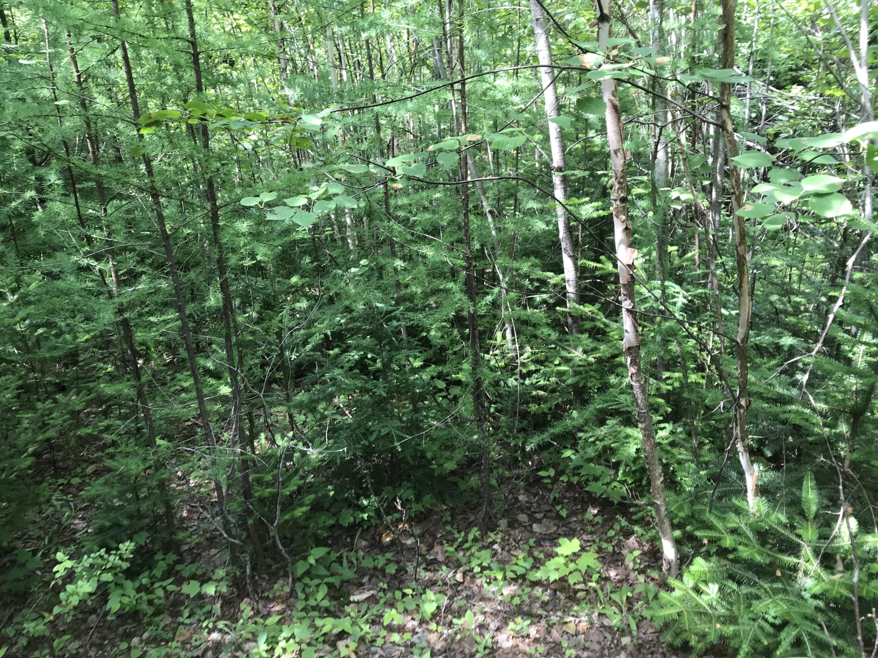 Tbd Long Falls Dam Road New Portland, ME 04961 - Photo 10 of 10 IMG_2241