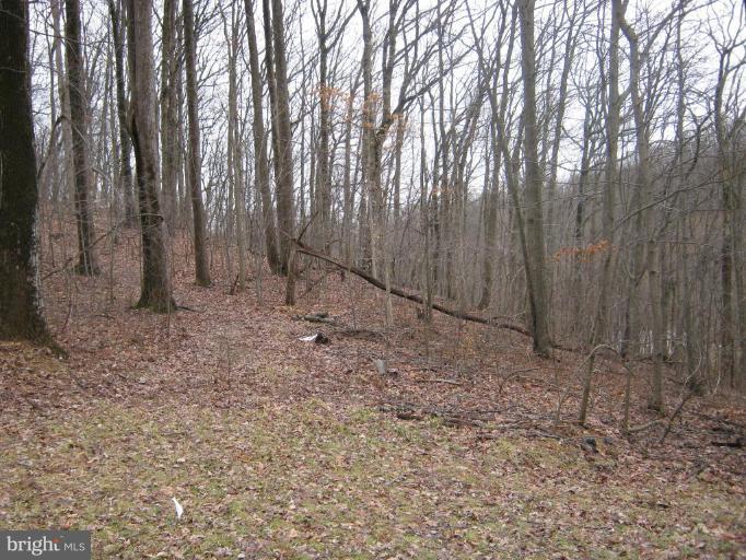 1635 Bowersox Road New Windsor, MD 21776 - Photo 6 of 11 Wooded View / Acreage