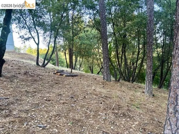 a view of a tree in the middle of a yard