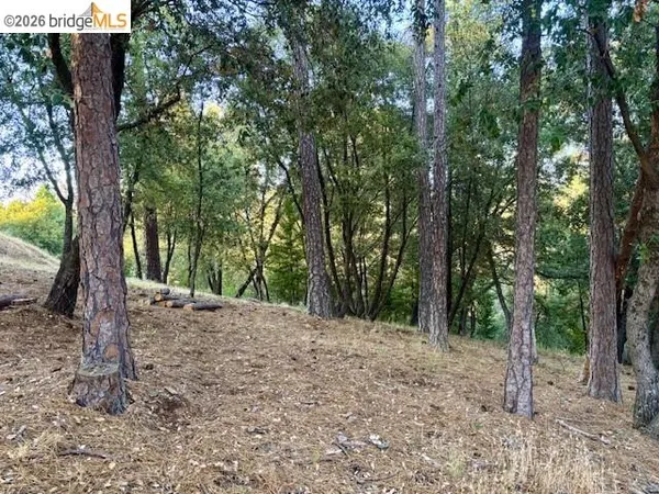 a view of a forest filled with trees