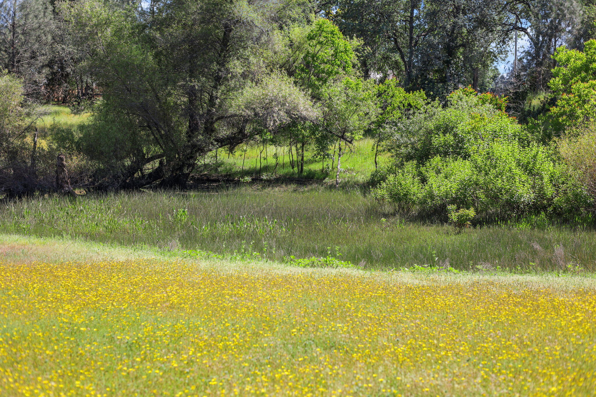 4485 Placer Road Redding, CA 96001 - Photo 48 of 77 Meadow