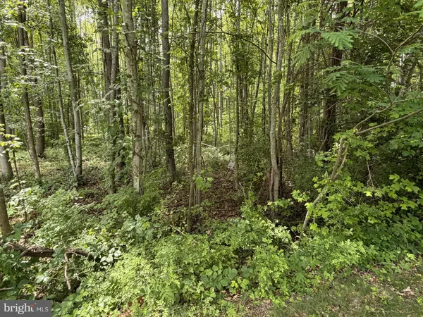 a view of a lush green forest