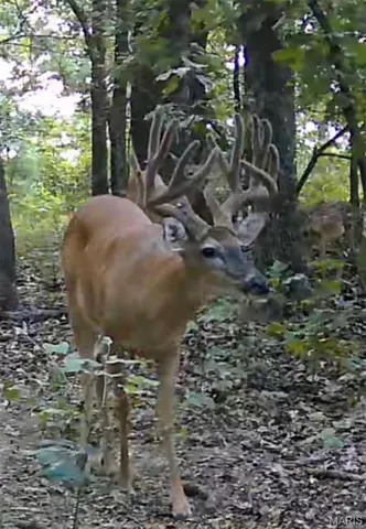 $465,000 | 17771 Annapolis Drive, Glenallen, MO 63751