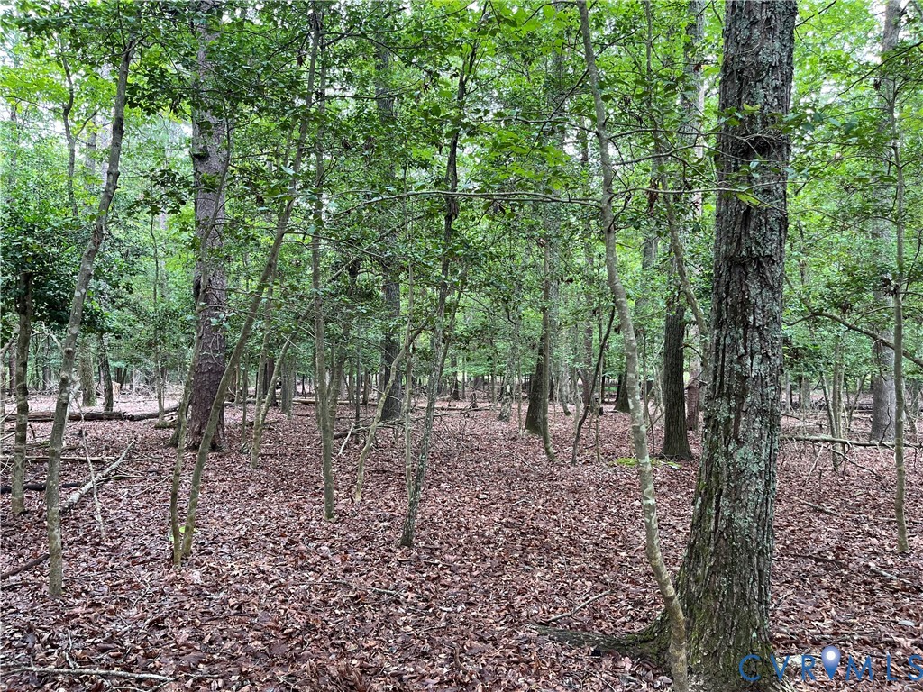 4844 Fox Lair Road Gum Spring, VA 23065 - Photo 6 of 7 a view of a forest with trees in the background
