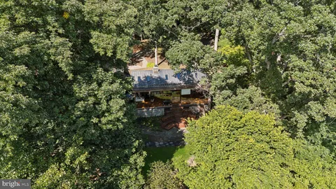 a picture of trees with a tree