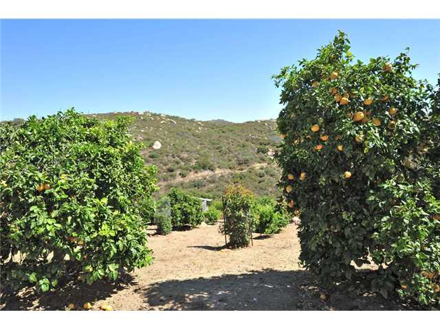 15750 Quail Mountain Road Poway, CA 92064 - Photo 24 of 25 Fruit Orchard With Citrus and Macadamia Nut Trees!!