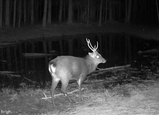 0 Hooper Neck Road Madison, MD 21648 - Photo 119 of 129