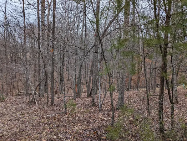 a view of forest