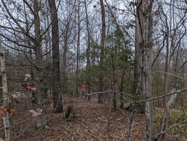a view of a yard with large trees
