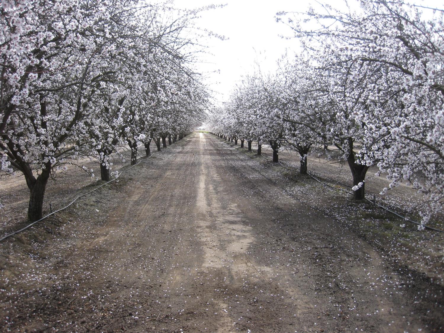 a view of a forest with trees in the background