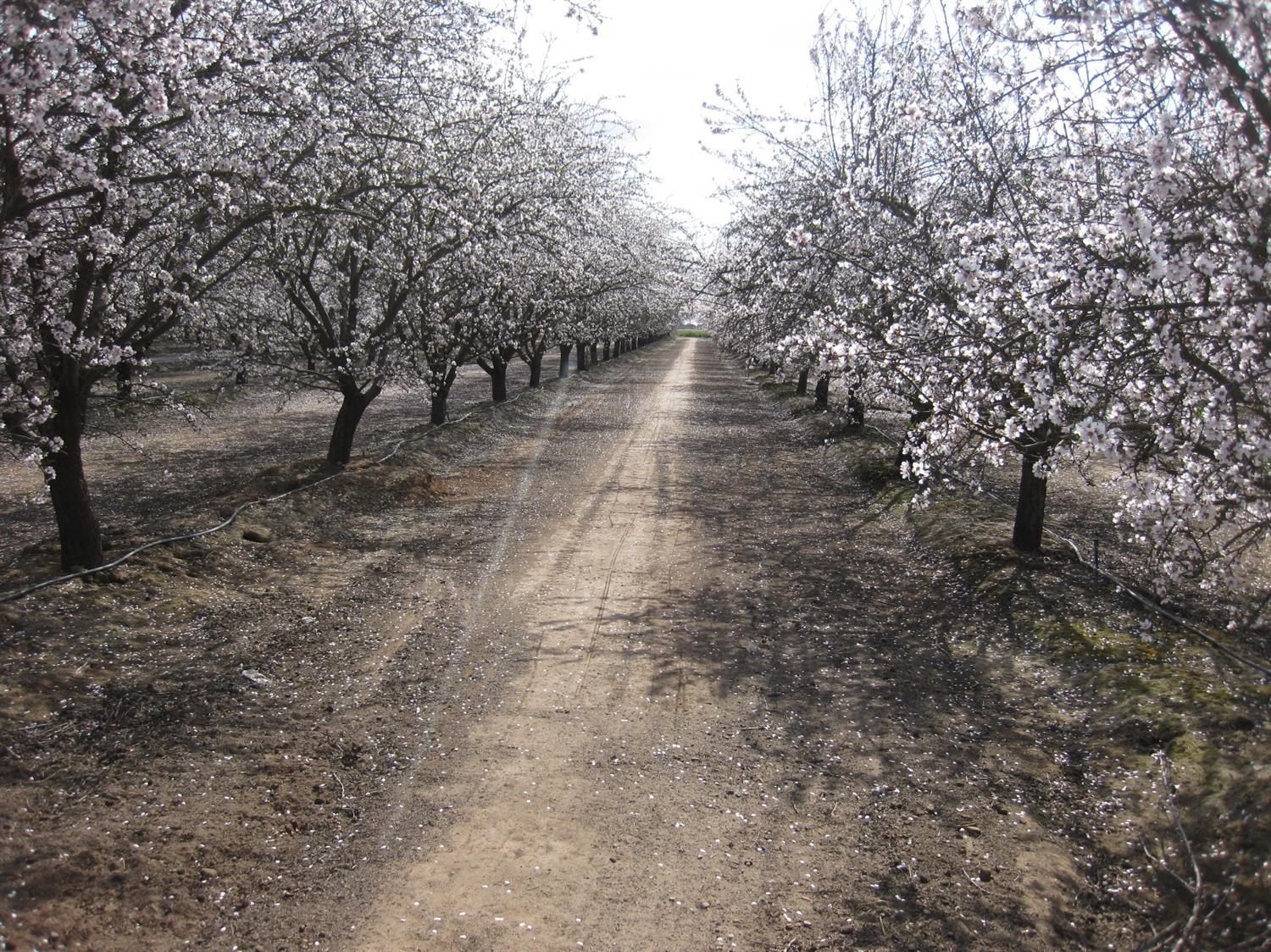 39192 Road 108 Cutler, CA 93615 - Photo 2 of 6 a view of a yard with trees