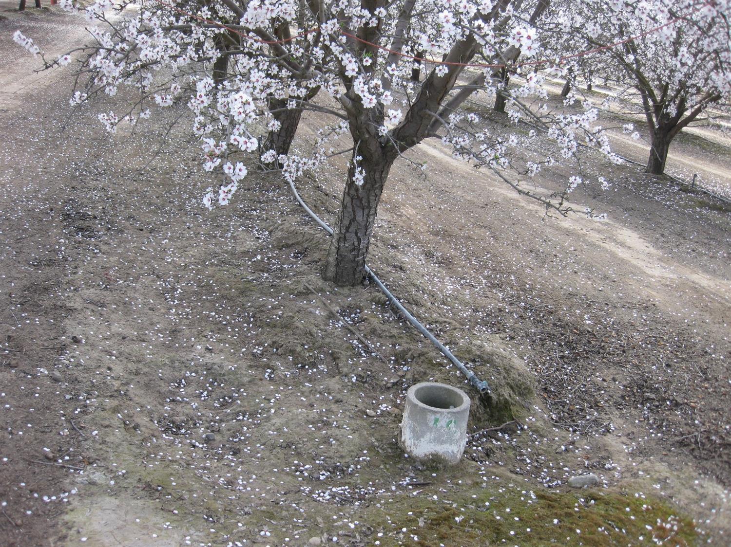 39192 Road 108 Cutler, CA 93615 - Photo 5 of 6 a view of a backyard with plants and a tree