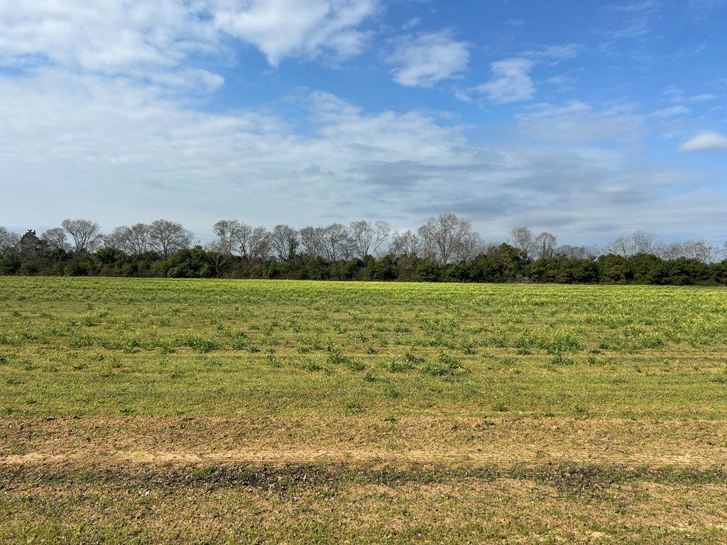 17.99-ac 17.99-ac Wicksburd Road Newton, AL 36352 - Photo 15 of 22