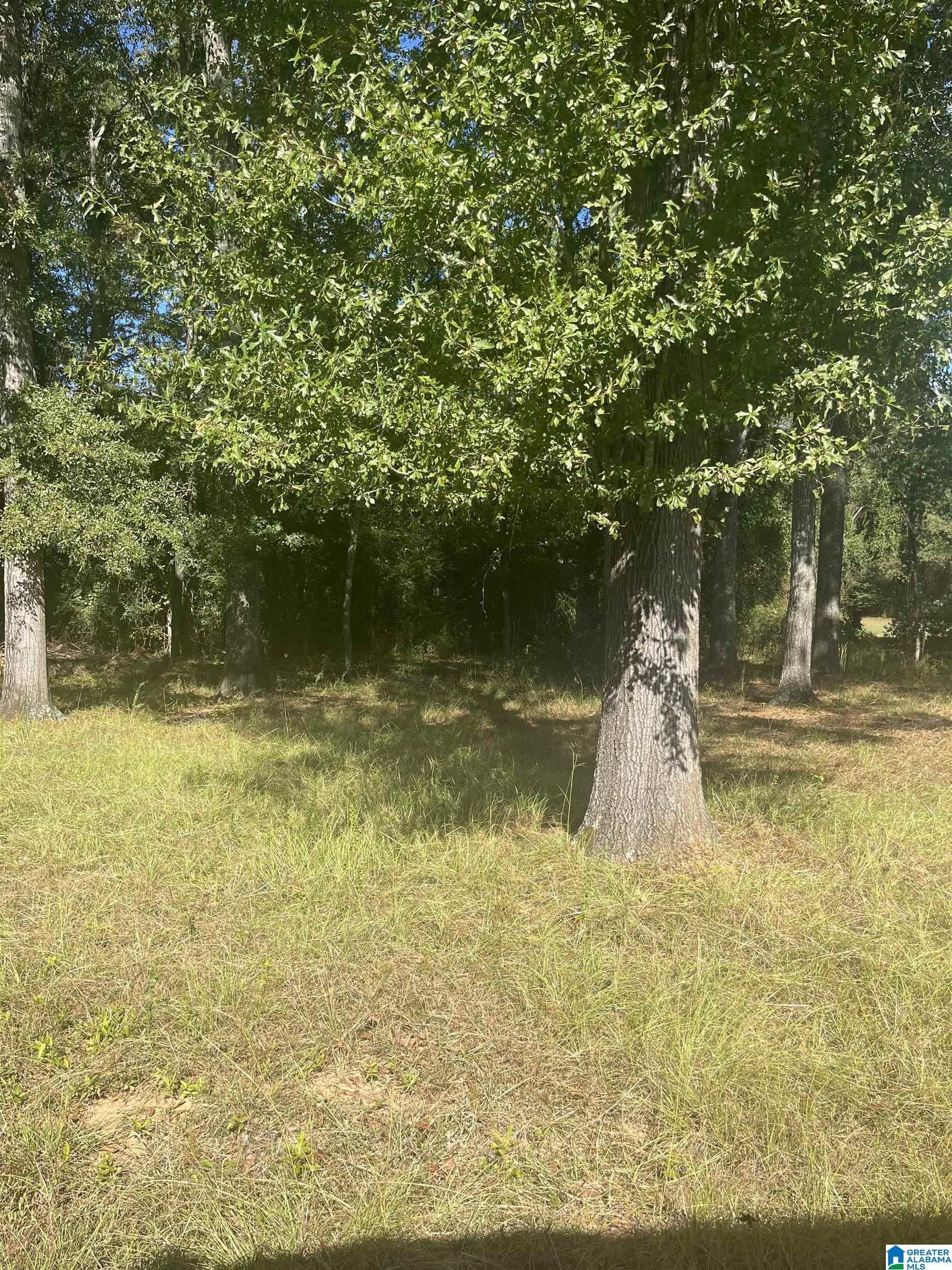 0 Olney Road, Unit 1 Aliceville, AL 35442 - Photo 4 of 5