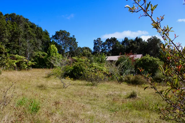 a view of a yard with a tree
