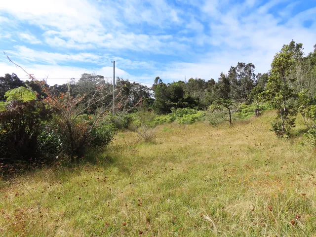 a view of a yard with a tree