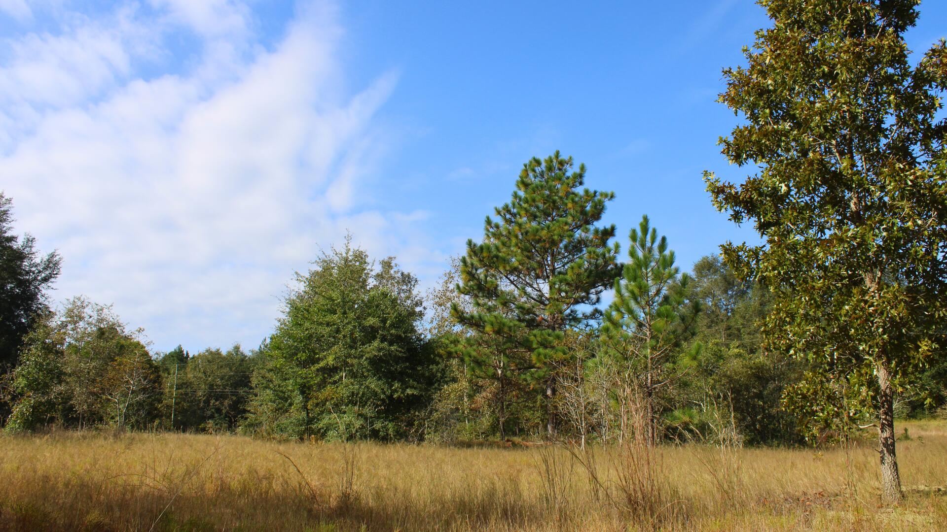 204 Whittle Pond Road Williston, SC 29853 - Photo 1 of 12 TreesLot