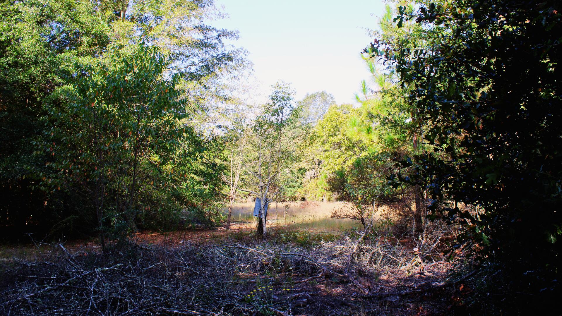 204 Whittle Pond Road Williston, SC 29853 - Photo 4 of 12 Lot 3