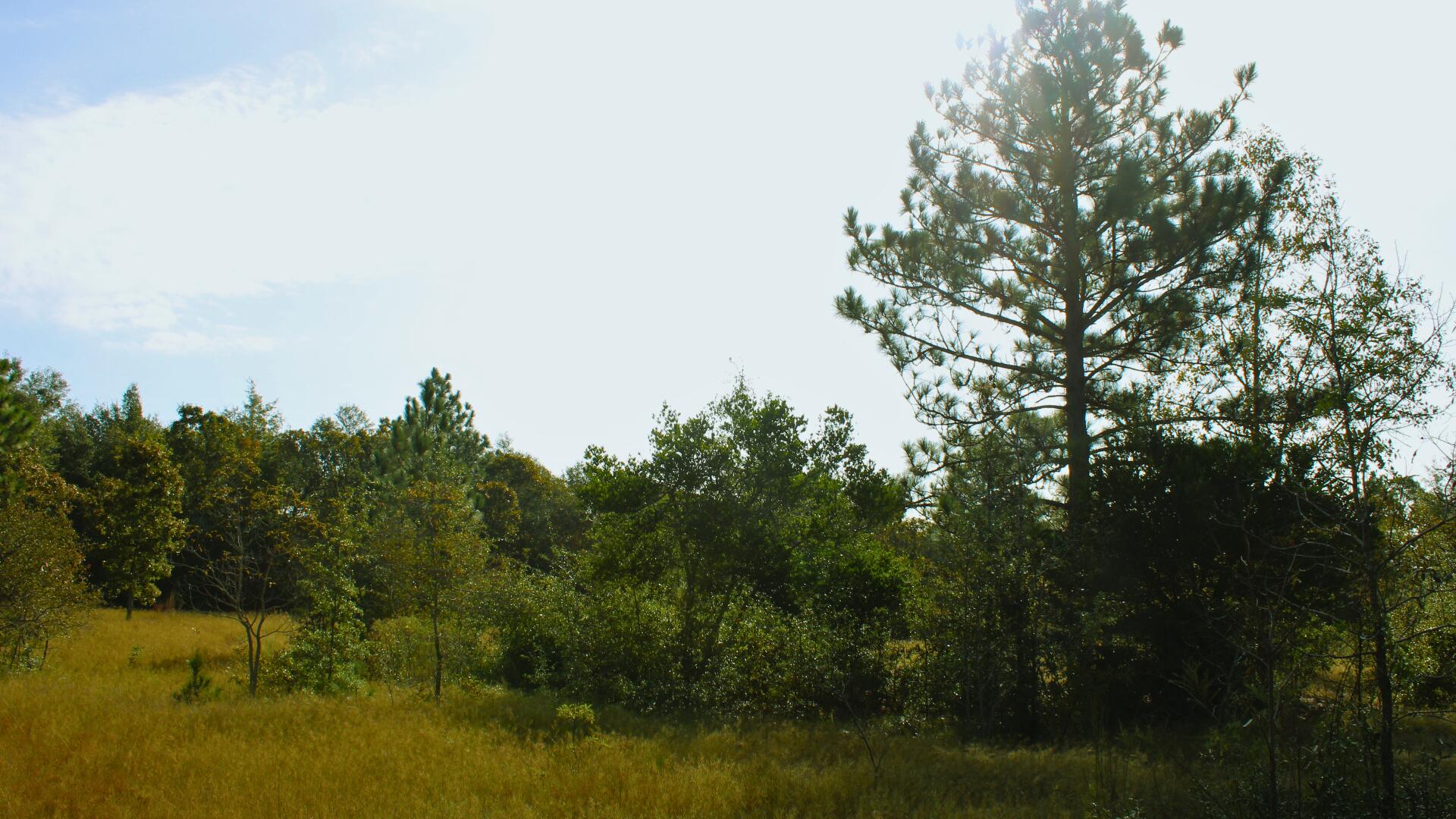 204 Whittle Pond Road Williston, SC 29853 - Photo 7 of 12 TreesLot 3