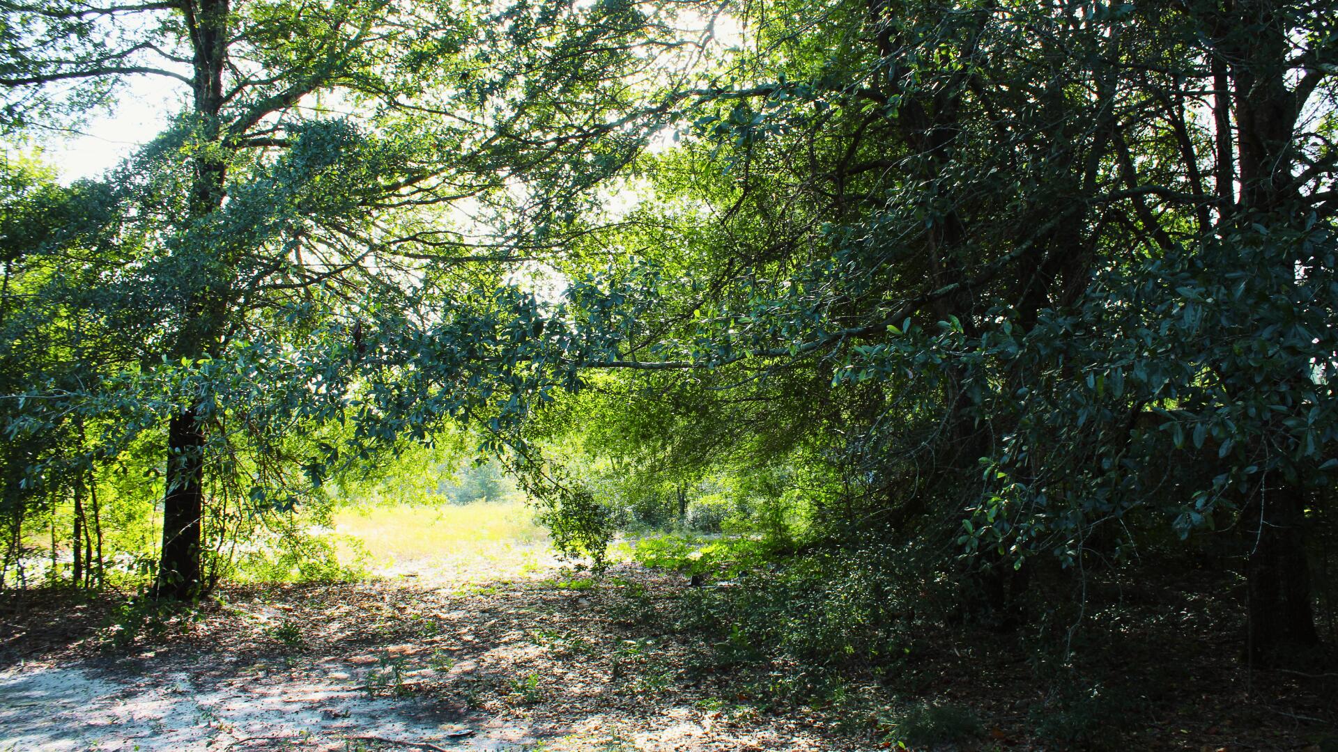 204 Whittle Pond Road Williston, SC 29853 - Photo 9 of 12 Lot 1