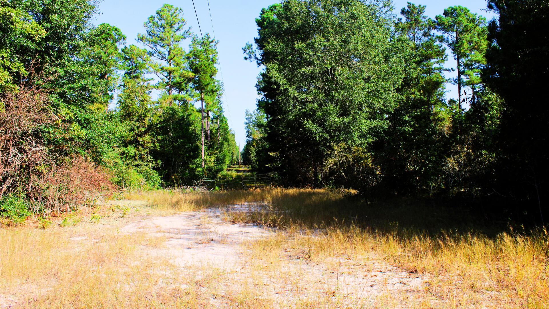 204 Whittle Pond Road Williston, SC 29853 - Photo 10 of 12 Lot 2
