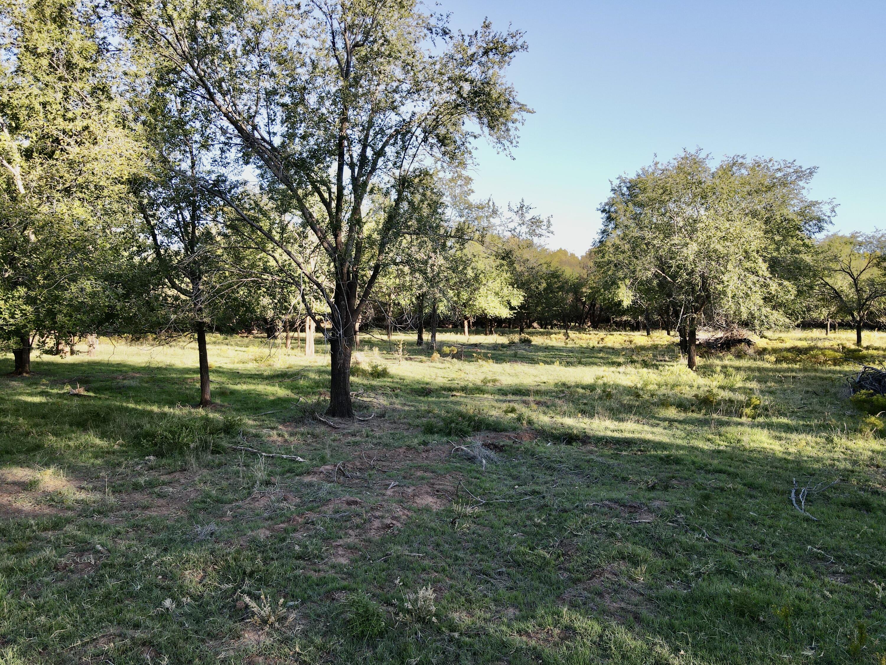 5 115 /- Acres State Highway Turkey, TX 79261 - Photo 13 of 28 a view of outdoor space with trees all around