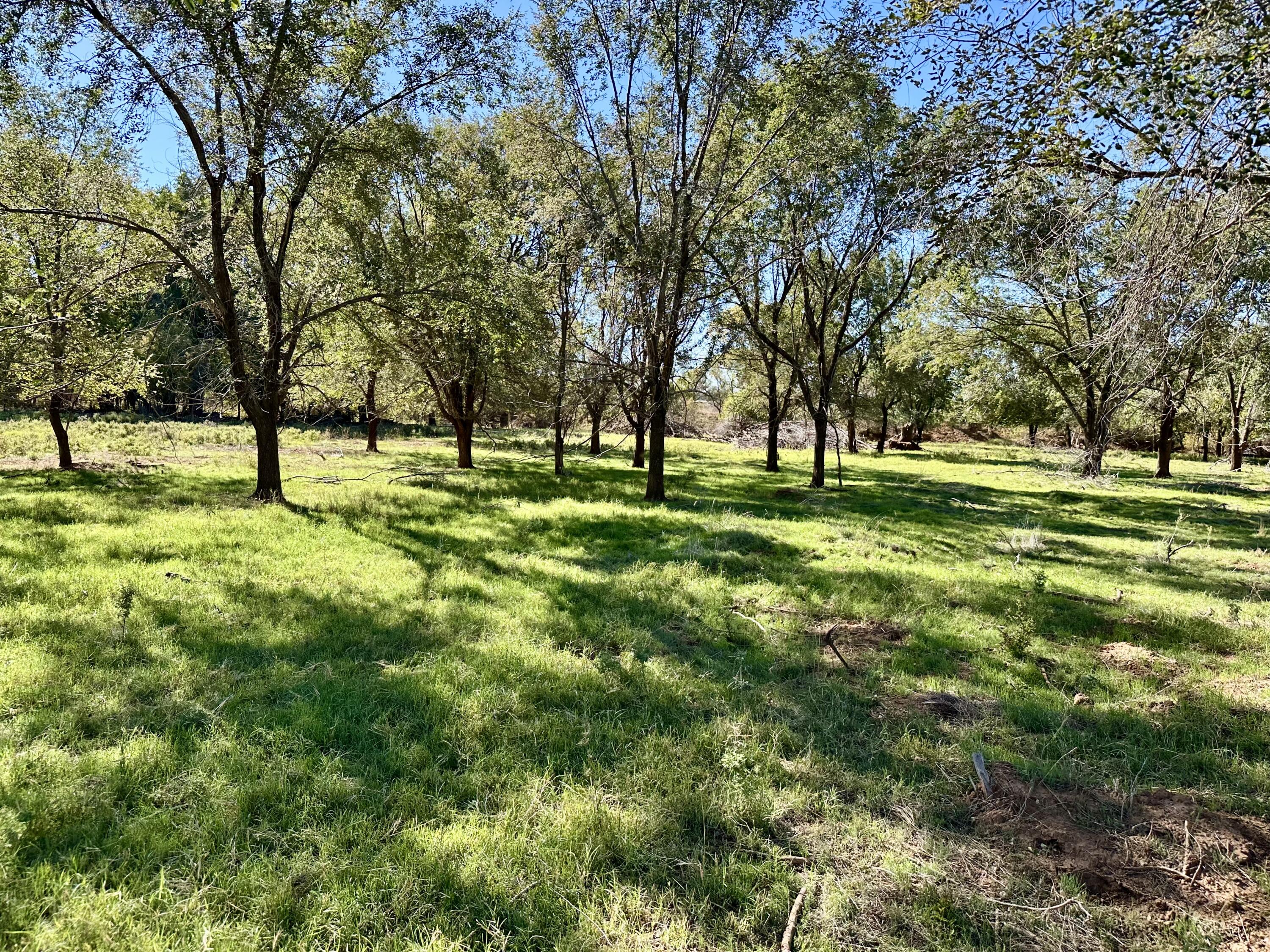 5 115 /- Acres State Highway Turkey, TX 79261 - Photo 19 of 28 a big yard with lots of green space and trees