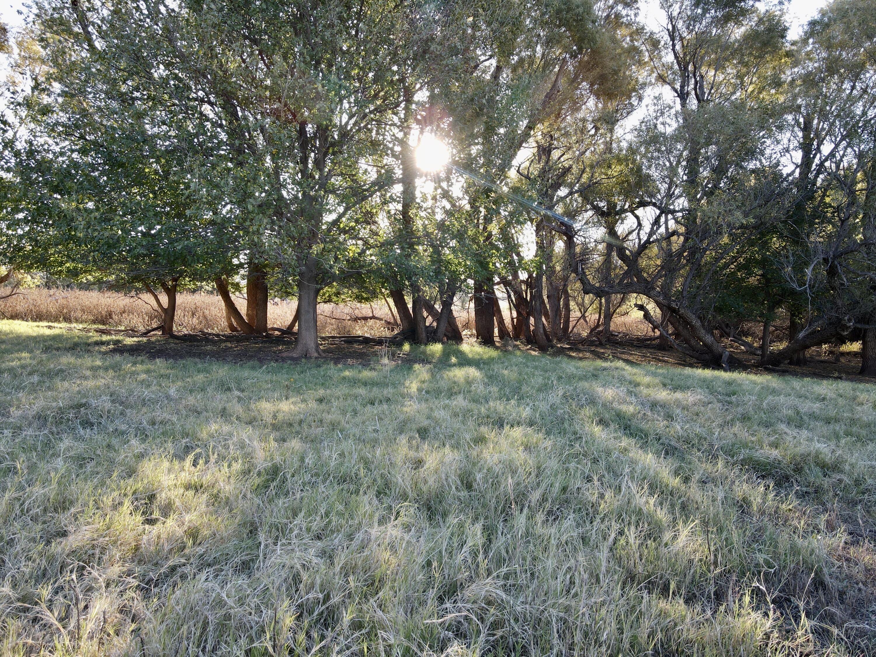 5 115 /- Acres State Highway Turkey, TX 79261 - Photo 10 of 28 a view of outdoor space with trees
