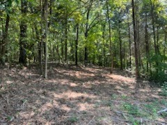 0 Shelter Branch Road Charlotte, TN 37036 - Photo 6 of 7 a view of a forest with trees in the background