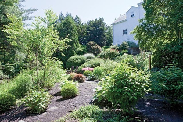 52 Oldham Road Newton, MA 02465 - Photo 11 of 11 a view of a garden with plants and large trees