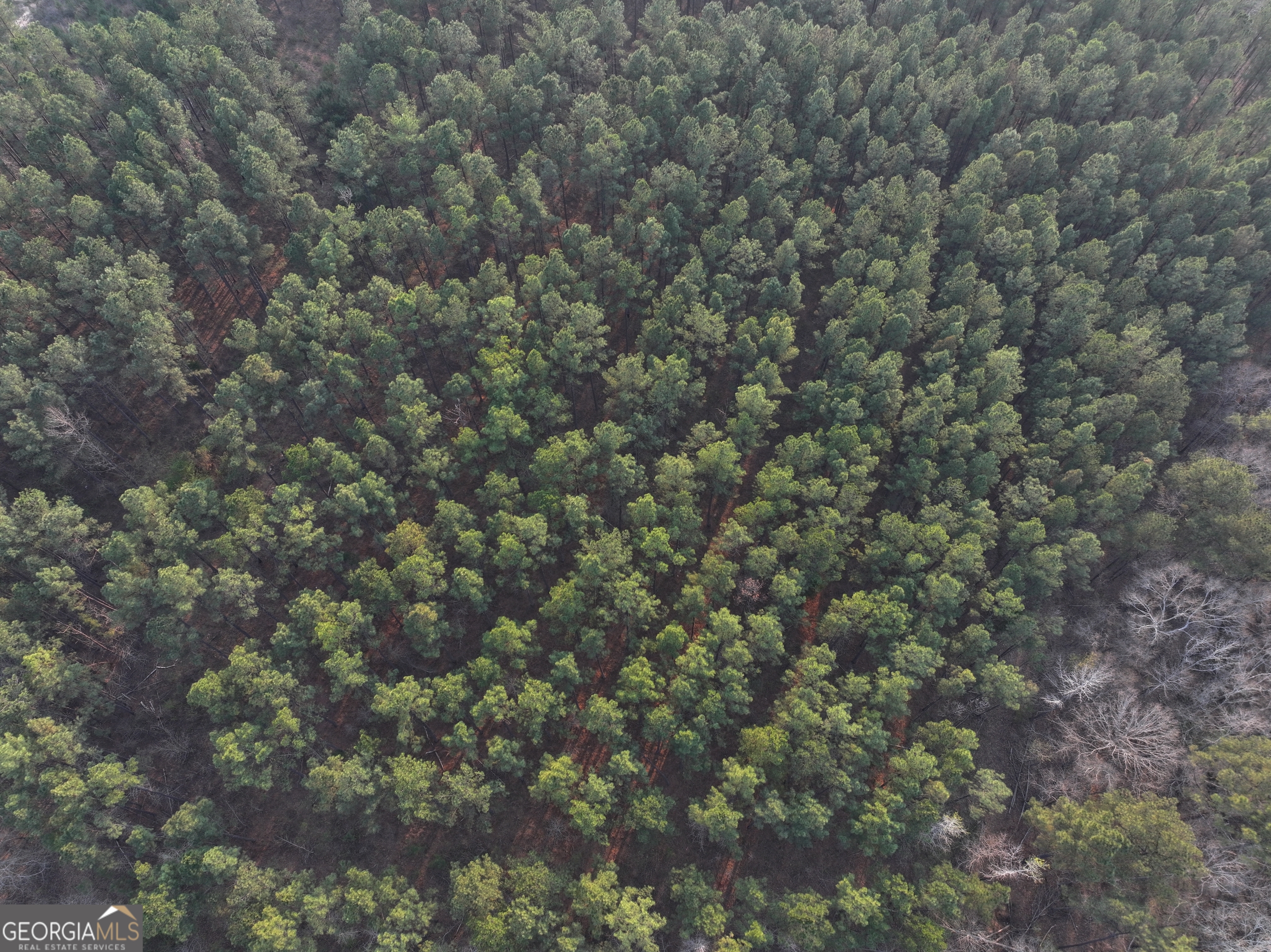 105 Acres On Mccosh Mill Road LaGrange, GA 30240 - Photo 18 of 25 a view of a tree