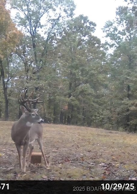 Tbd Tbd Goldie Bend Road Camdenton, MO 65020 - Photo 2 of 12