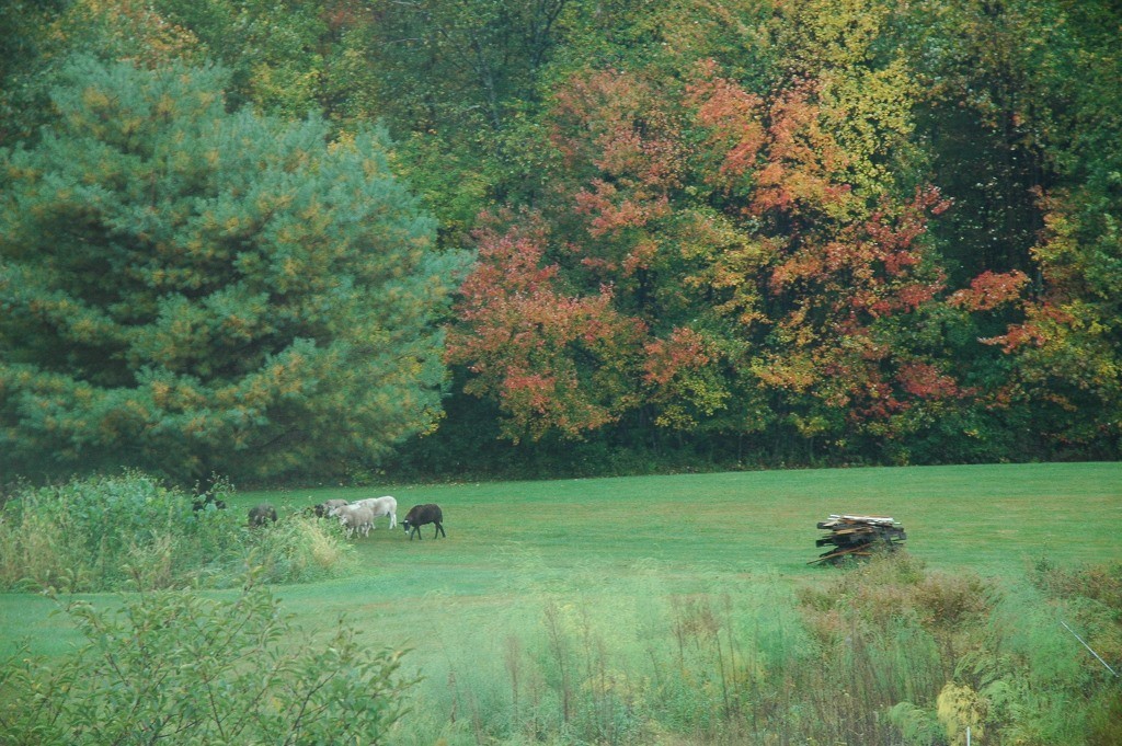 82 Little Turnpike Road Shirley, MA 01464 - Photo 1 of 27 a backyard of a house with lots of green space