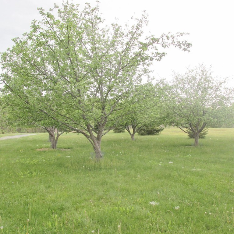 82 Little Turnpike Road Shirley, MA 01464 - Photo 27 of 27 a view of yard with green space