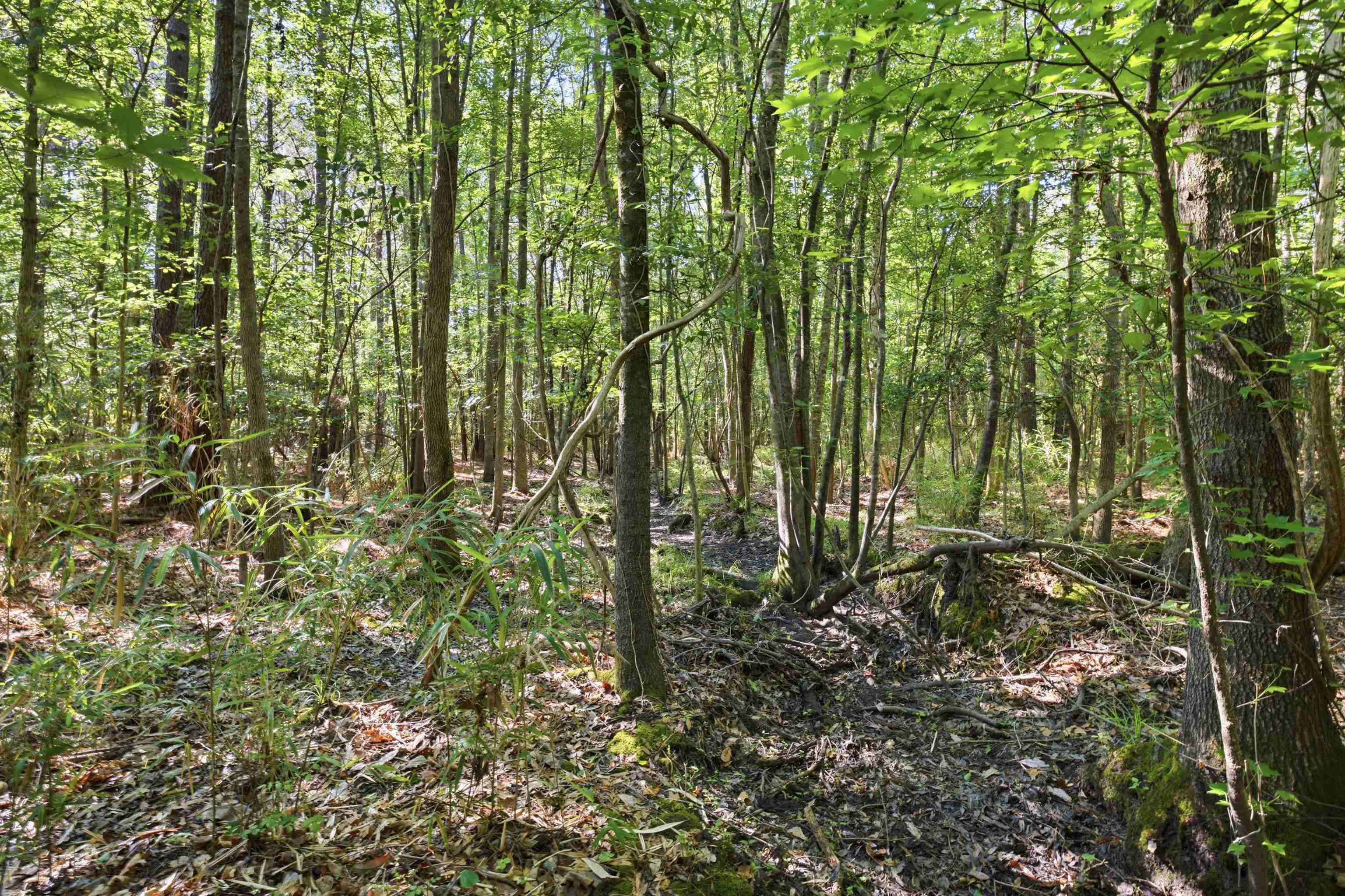9475 Lake Swamp Road Nichols, SC 29581 - Photo 16 of 36