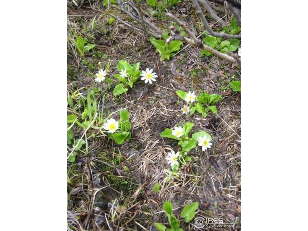 Mammoth Gulch Road Idaho Springs, CO 80452 - Photo 7 of 11 Flowers